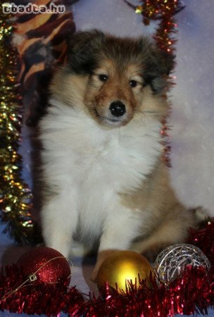 Skót juhász (Collie rough) kan kiskutyák eladók