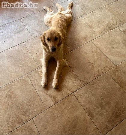 Valóban ingyen elvihető