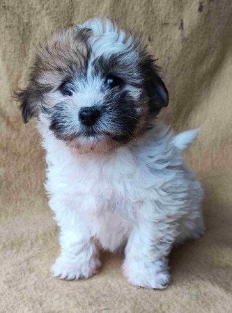Bichon havanese