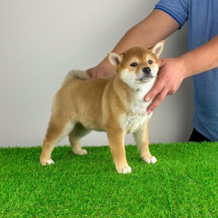 Törzskönyves Shiba Inu kiskutya