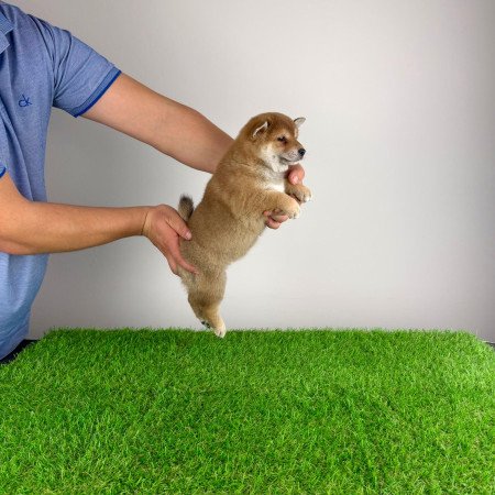 Törzskönyves Shiba Inu kiskutya