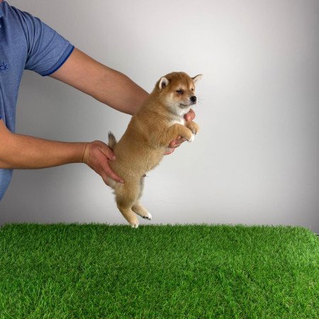 Törzskönyves Shiba Inu kiskutya