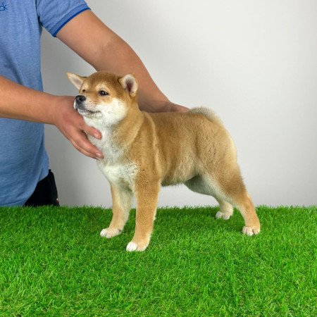Törzskönyves Shiba Inu kiskutya
