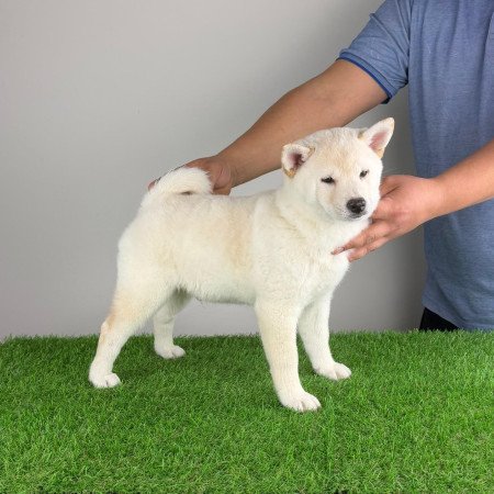 Törzskönyves Shiba Inu kiskutya