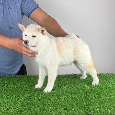 Törzskönyves Shiba Inu kiskutya