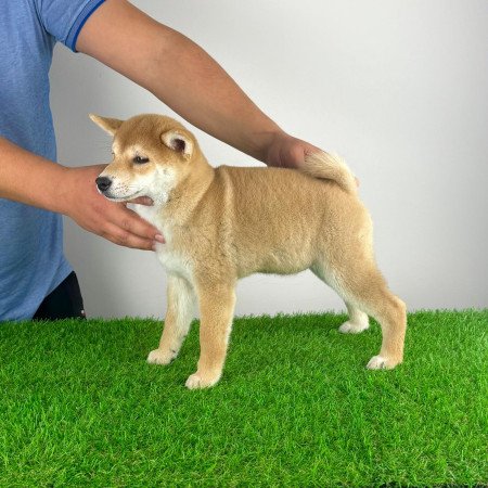 Törzskönyves Shiba Inu kiskutya