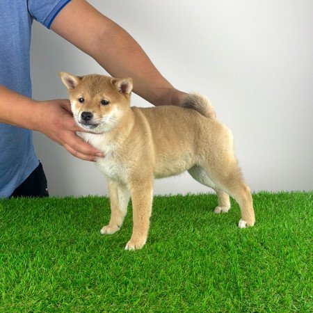 Törzskönyves Shiba Inu kiskutya