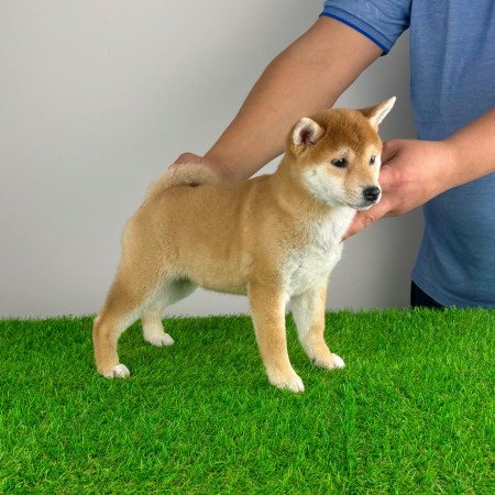 Törzskönyves Shiba Inu kiskutya