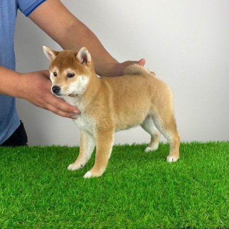 Törzskönyves Shiba Inu kiskutya