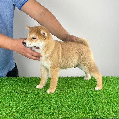 Törzskönyves Shiba Inu kiskutya