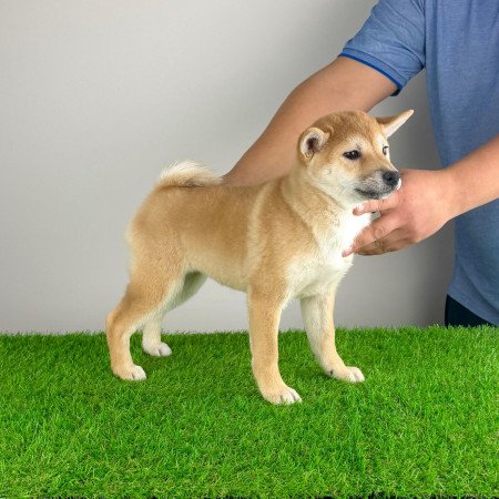 Törzskönyves Shiba Inu kiskutya