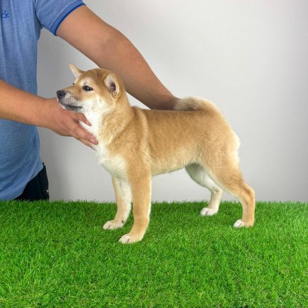 Törzskönyves Shiba Inu kiskutya