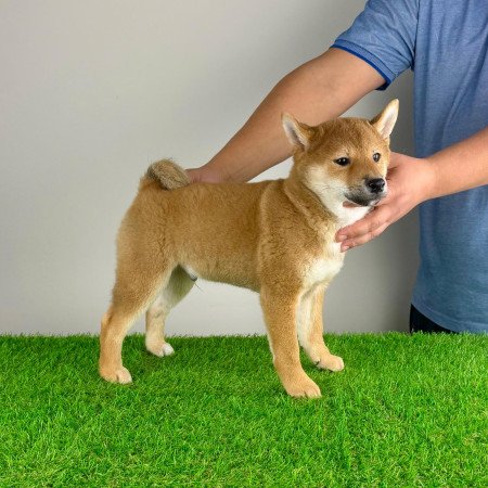 Törzskönyves Shiba Inu kiskutya