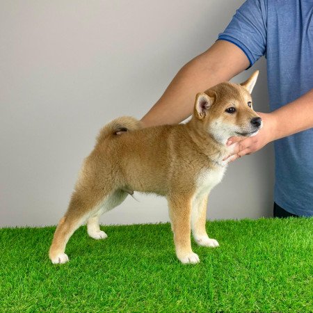 Törzskönyves Shiba Inu kiskutya