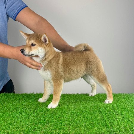 Törzskönyves Shiba Inu kiskutya