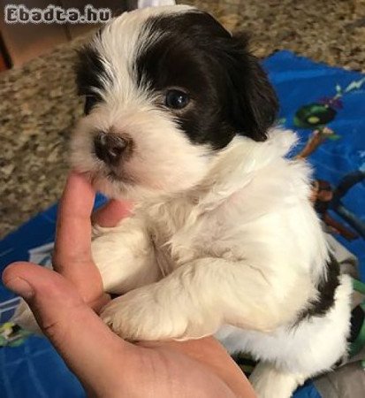 Bichon havenese kölykök