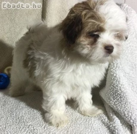 Bichon havenese kölykök