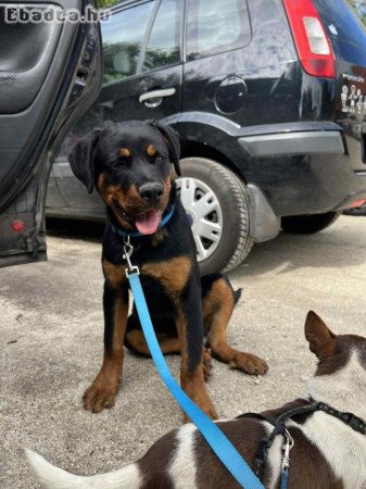 Elado 8hónapos kan rottweiler