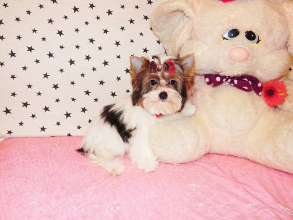 Biewer Yorkshire Terrier Yorki