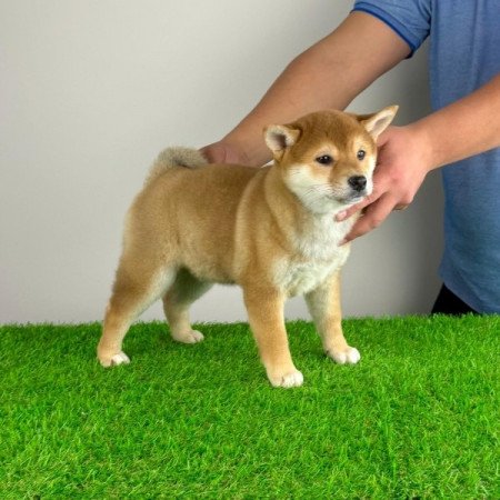 Shiba Inu