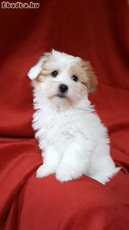 Bishon coton de tulear kölykök