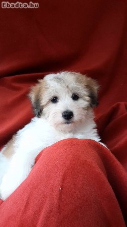 Bishon coton de tulear kölykök