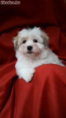 Bishon coton de tulear kölykök