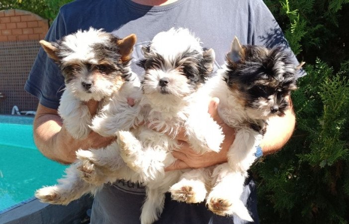 Biewer Yorkshire Terrier