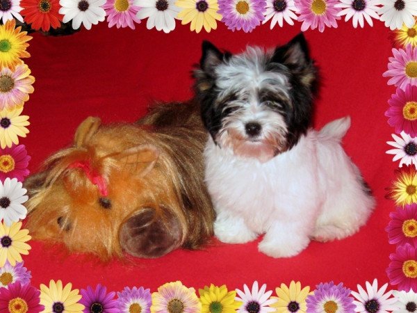 Biewer Yorkshire Terrier