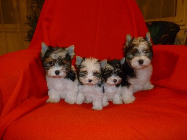 Biewer Yorkshire Terrier