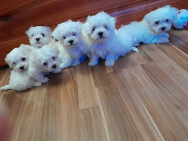 Máltai selyemszőrű