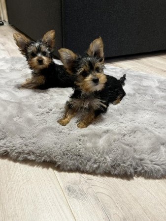 Yorkshire terrier