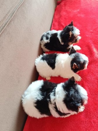 Biewer Yorkshire Terrier