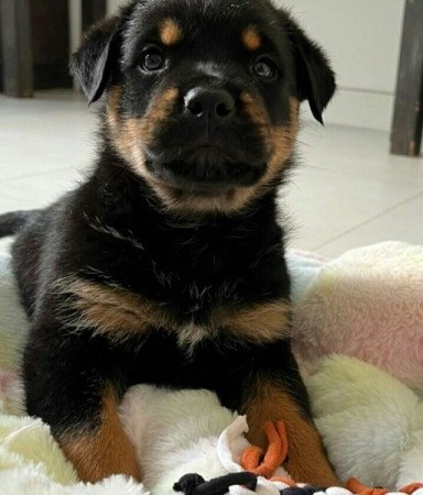 Rottweiler szuka