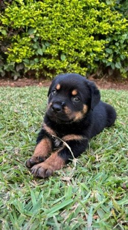 Rottweiler szuka