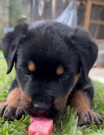 Rottweiler szuka