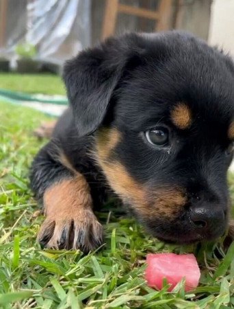 Rottweiler szuka