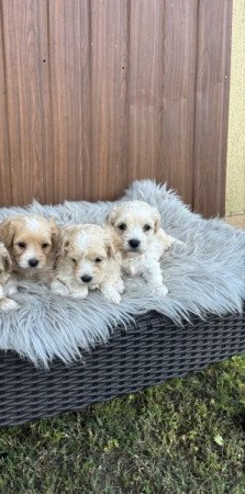 Maltipoo