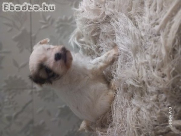 Bichon havenese kölykök