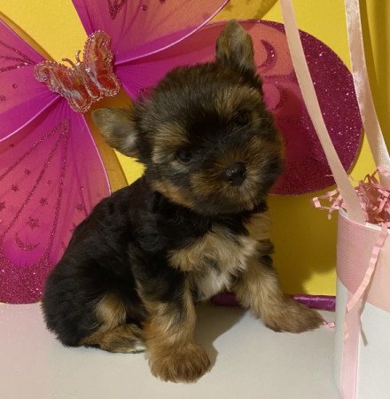 Yorkshire terrier