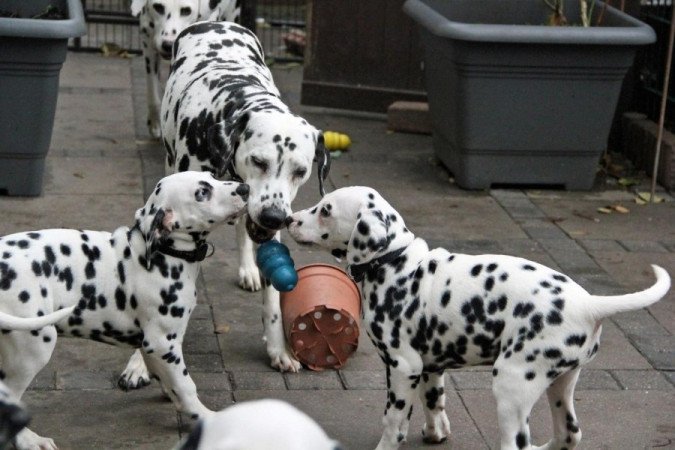 dalmata kölykök