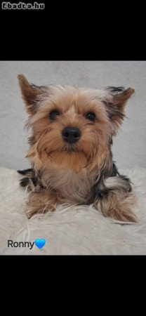 Colorful Yorkshire terrier
