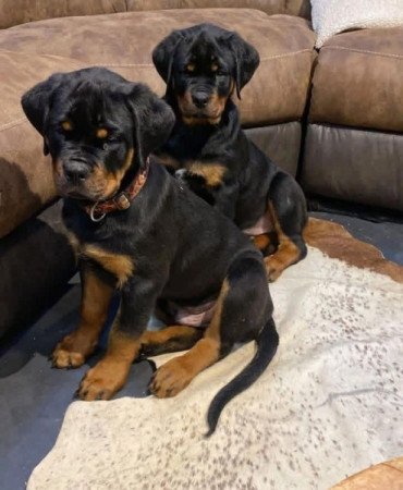 Rottweiler