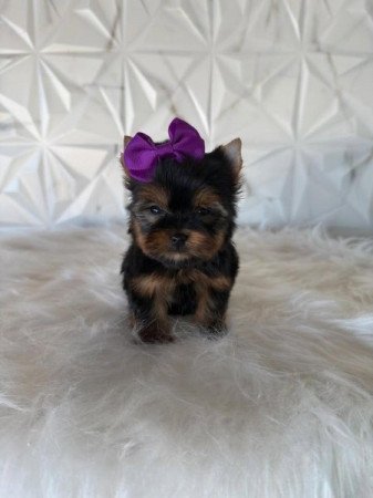 Yorkshire terrier