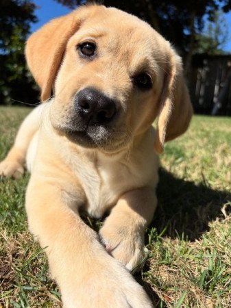 Labrador Retriever kölykök