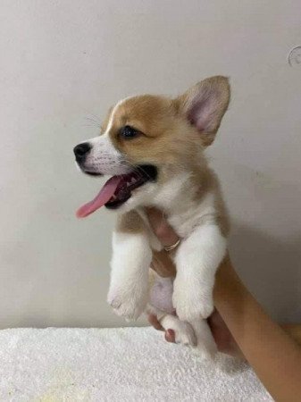 Corgi