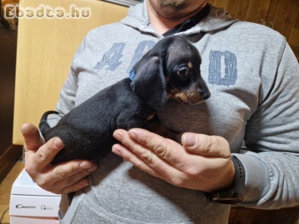 Eladó törpe tacskó kiskutyák