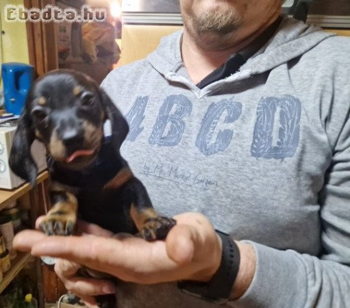 Eladó törpe tacskó kiskutyák