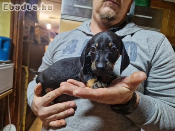 Eladó törpe tacskó kiskutyák