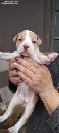 Eladó gyönyörű szép amerikai stafford terrier